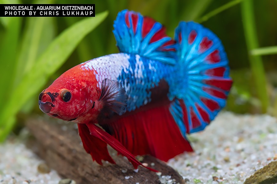 Siam. Kampffisch PREMIUM-Special 'Gigant XXL', lg (Betta splendens)