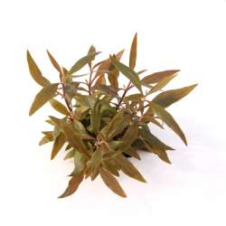 Alternanthera reineckii ´Mini´ In-Vitro