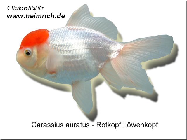 Rotkopf Löwenkopf, 6cm (Carrasius auratus)