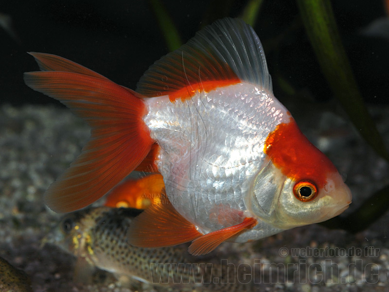 Ryukin Rot-Weiss, 8cm (Carrasius auratus)