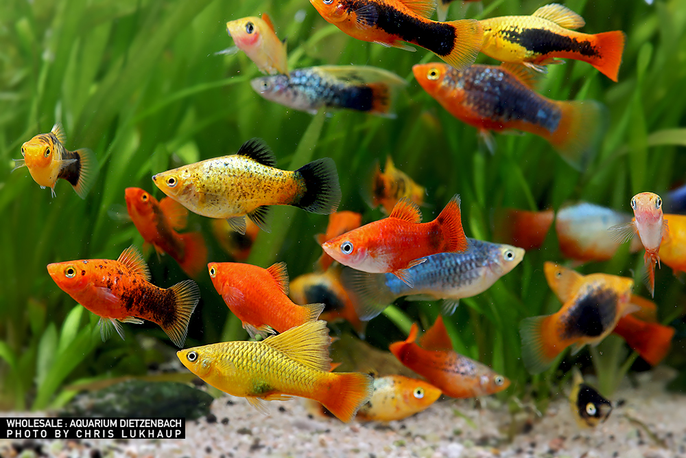 Xiphophorus maculatus, Platy Premium Farb-Mix - 3er-Gruppe (nach unserer Wahl)