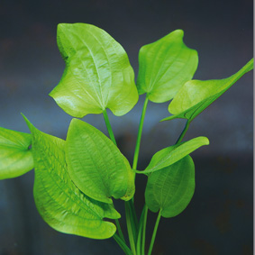 Echinodorus cordifolius (Herzblättrige Schwertpflanze)