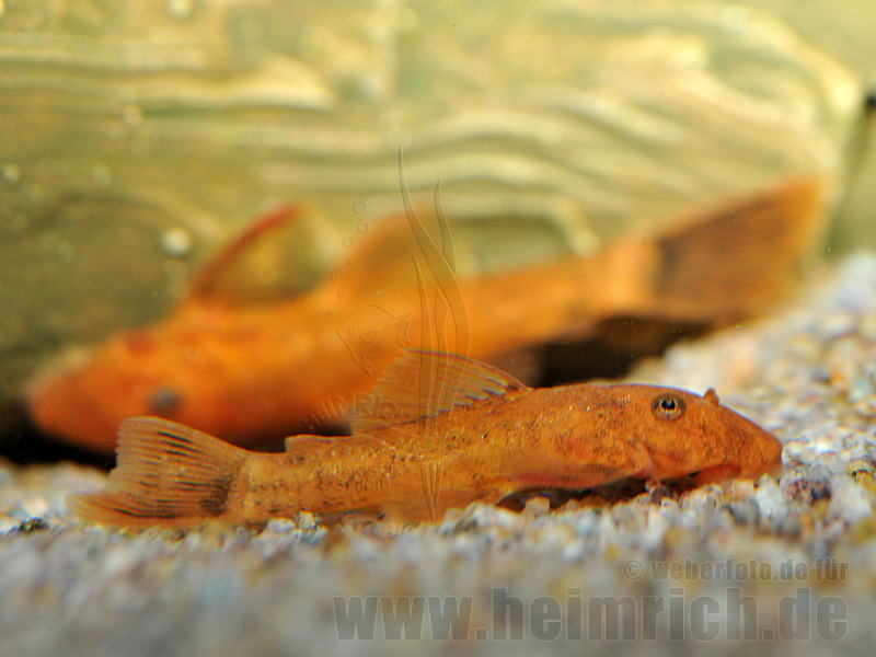 Ancistrus dol. spec. Red, med 3 Stk. (Roter Antennenwel