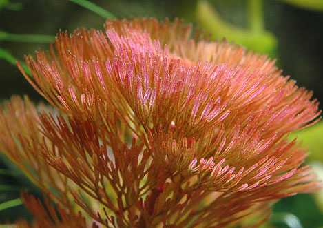 Cabomba piauensis red