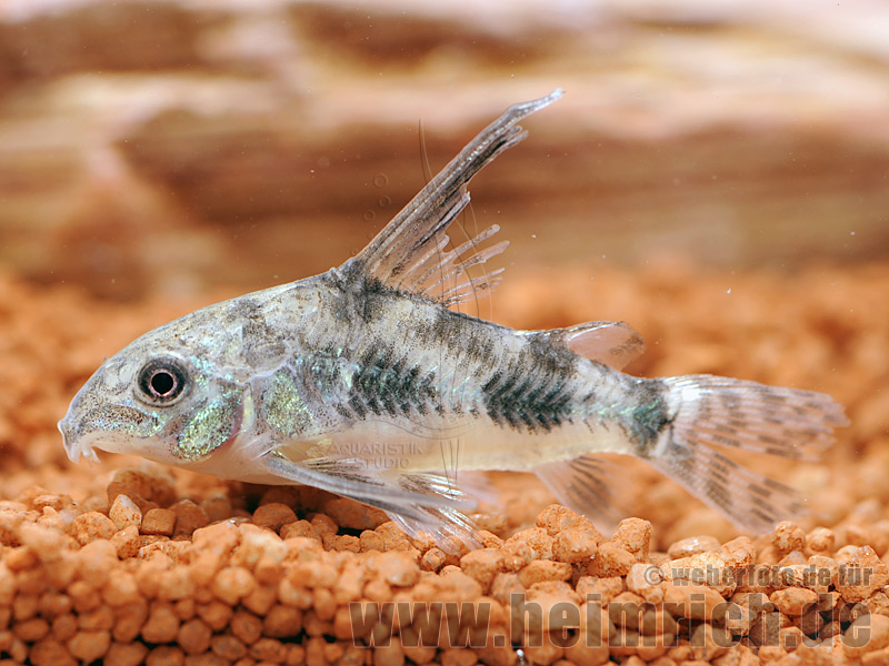 Corydoras paleatus long fin, 3cm (Marmor-Panzerwels)