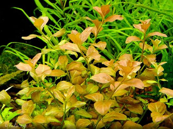 Ludwigia ovalifolia