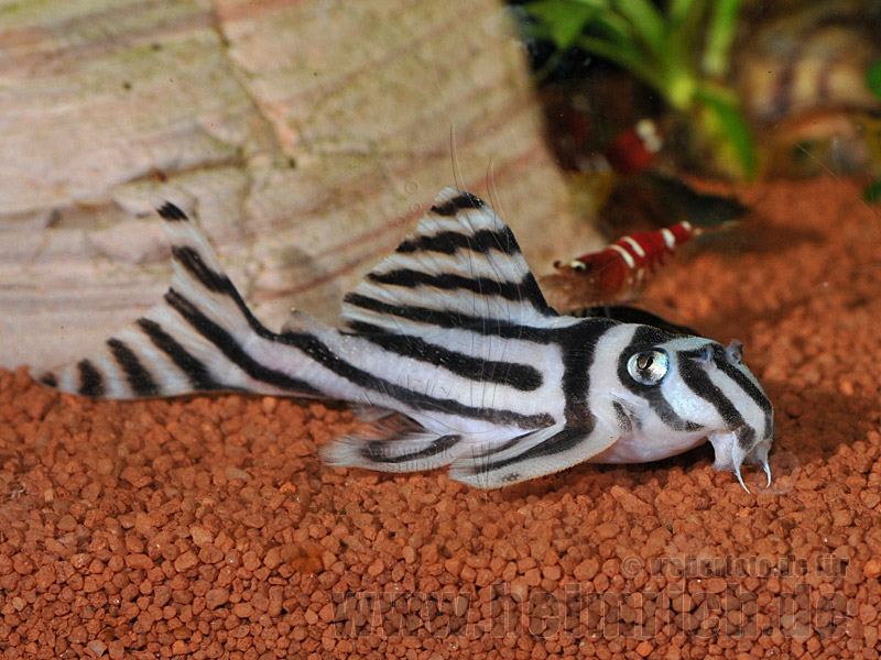 L046 Zebra-Harnischwels, 3-4cm (Hypancistrus zebra)