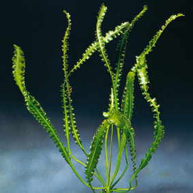 Aponogeton longiplumolosus