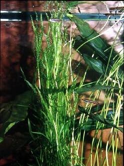 Zosterella dubia (Schmalblättriges Trugkölbchen)