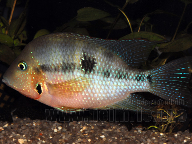 Thorichthys ellioti, XXL (Elliots Buntbarsch)