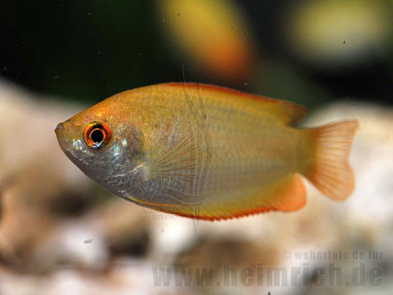 Honiggurami GOLD/ Orange, lg (Colisa chuna GOLD/ Orange)