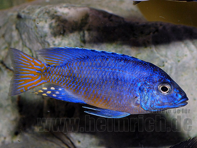 Aulonocara ngara, red