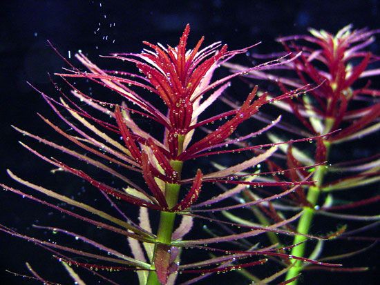 Limnophila aromaticroides