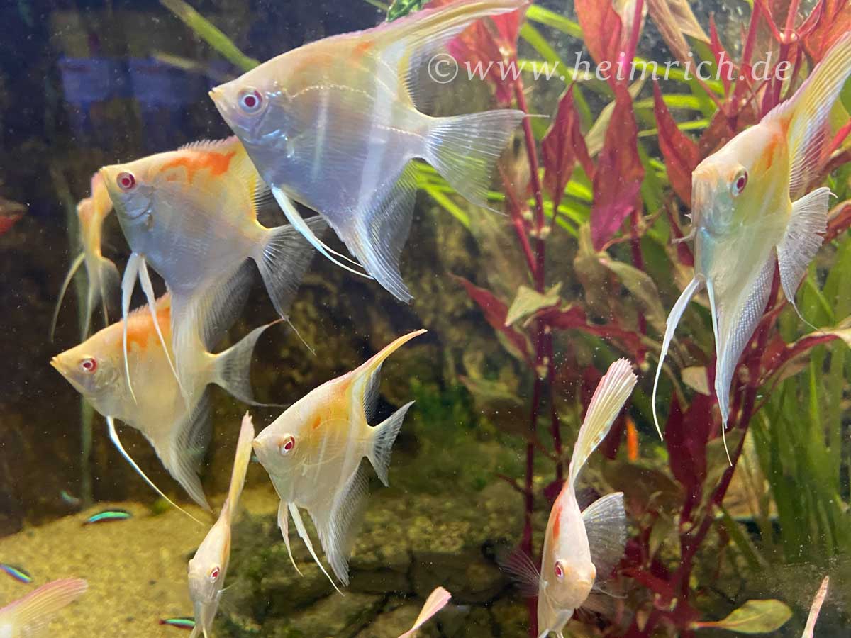 DANTUM-Albino-Skalar spec. Red Shoulder, large  3er-Gruppe (Pt. altum - Zuchtform)