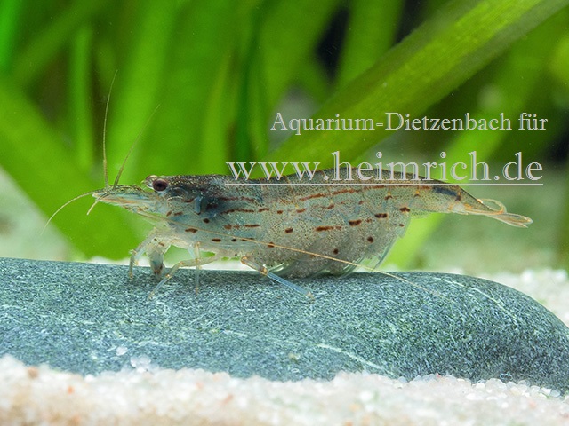 Caridina multidentata, large (AMANO Algengarnele)