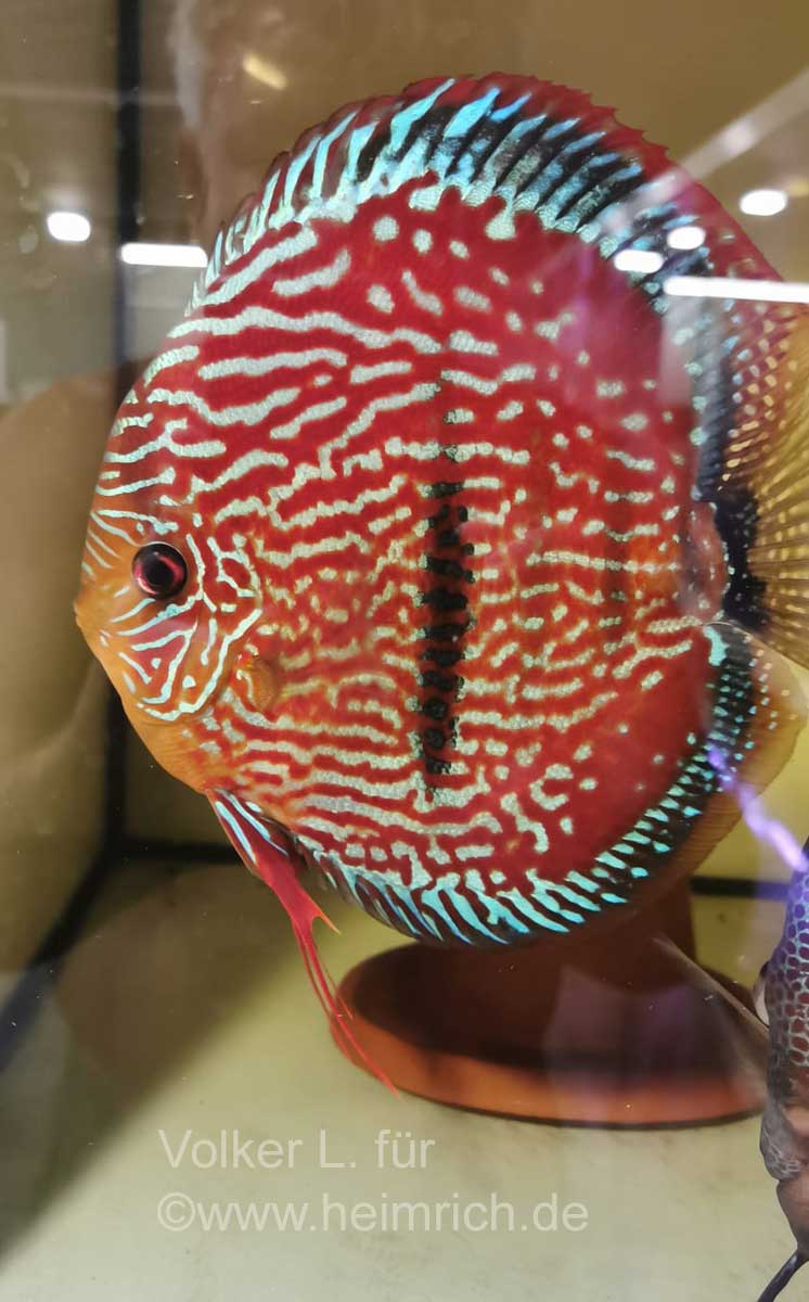 Diskus Red Catana Royal Heckel, 6,5cm