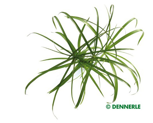 Cyperus alternifolius