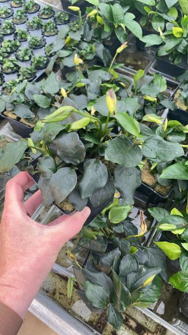 Anubia nana spec Thick Leaf XXL - Mutterpflanze