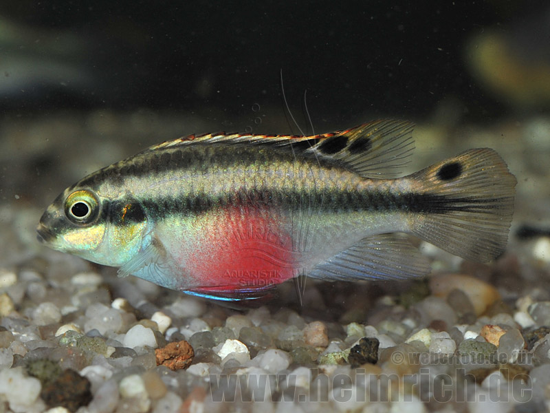 Pelv. pulcher "Super Red", weibl. SHOW (Purpurprachtbarsch)