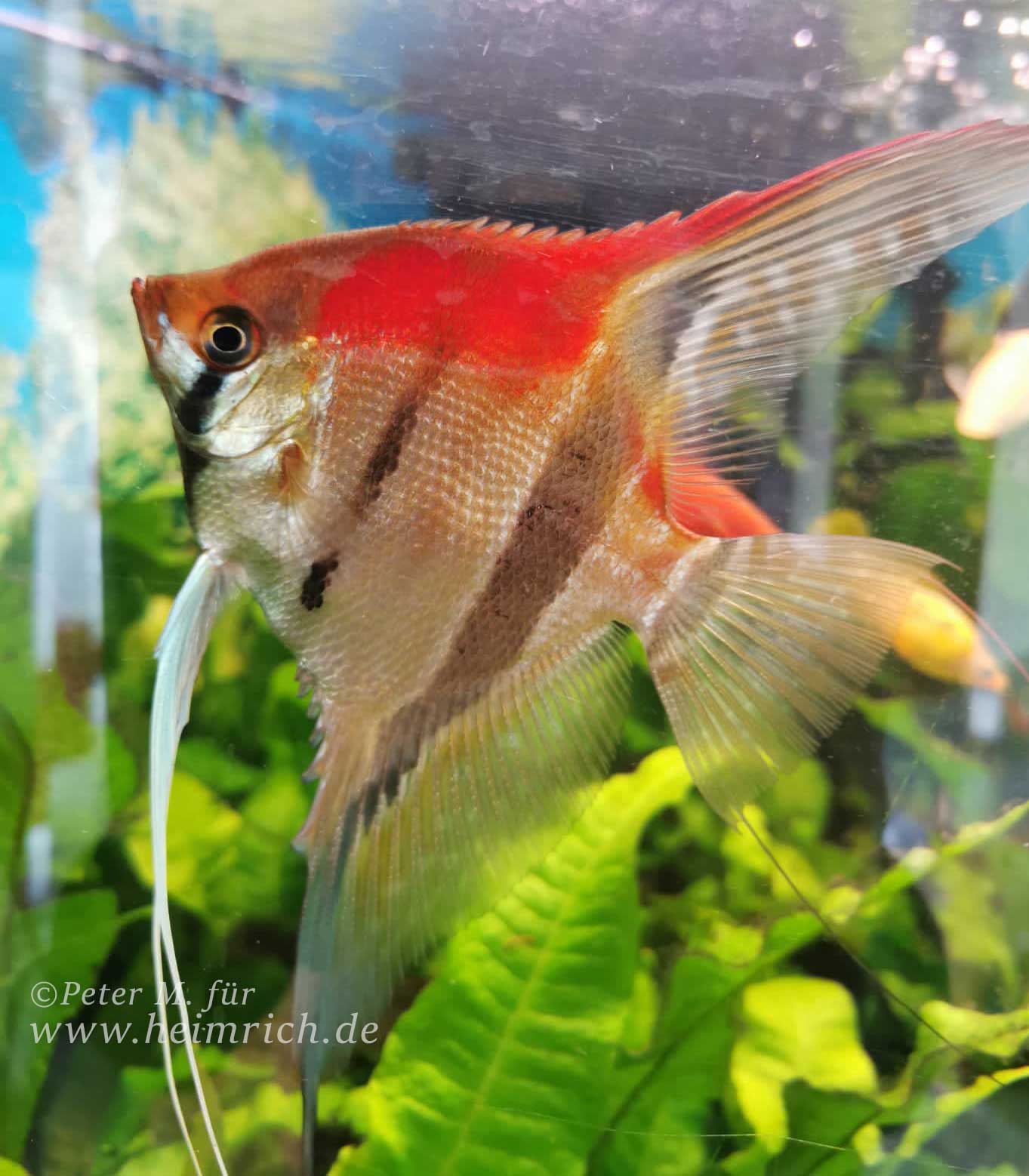 Pterophyllum spec. Manacapuru, XXL - 3er-Group (Manacapuru Rotrücken Skalar)