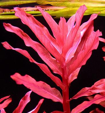 Ammania gracilis