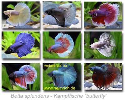 Siam. Kampffisch PREMIUM 'Butterfly', lg (Betta splendens)