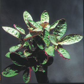 Hemigraphis colorata (Buntes Noppenblatt)