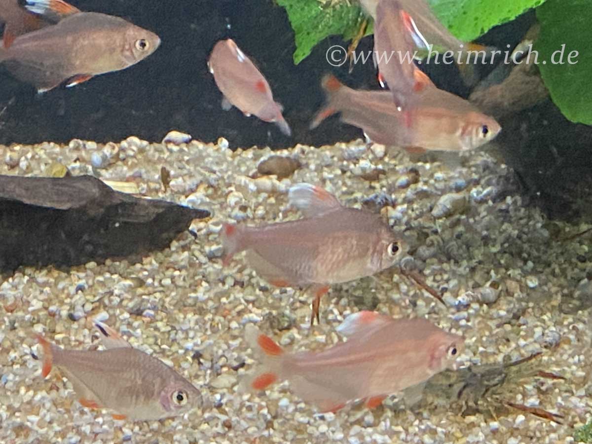 Hyphessobrycon bentosi, SHOW (Weißspizen-Schmucksalmler)