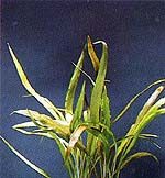 Cryptocoryne costata