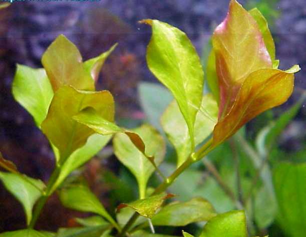 Ludwigia mullertie 'Auslese rot'