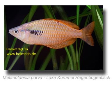 Melanotaenia parva, 5 Stück (Lake Kurumoi Regenbogenfisch)