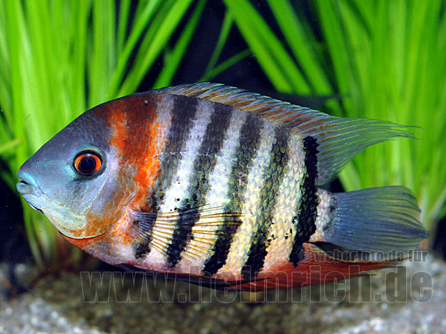Heros efasciatus sp.'Rotkeil' WF-weibl. (Rotkeil-Heros)