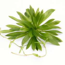 Helanthium bolivianum In-Vitro
