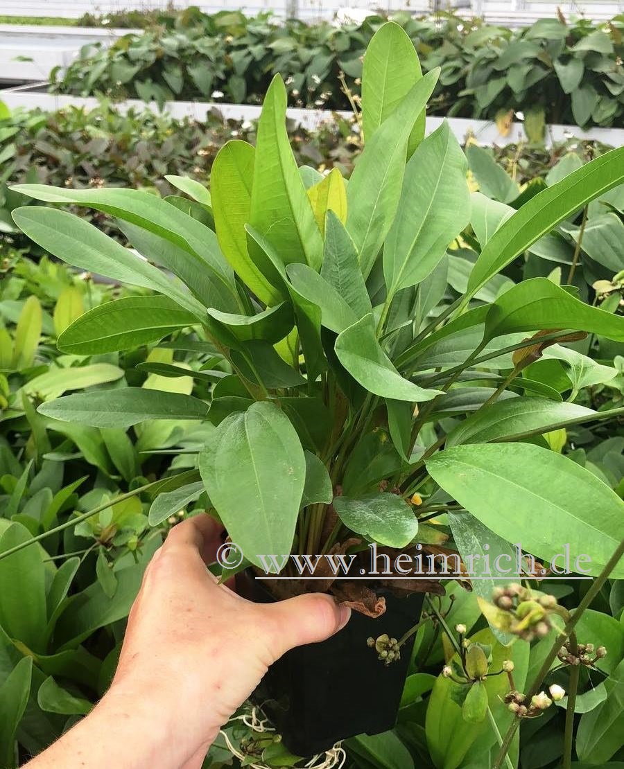 Echinodorus Reni XXL (Mutterpflanze)