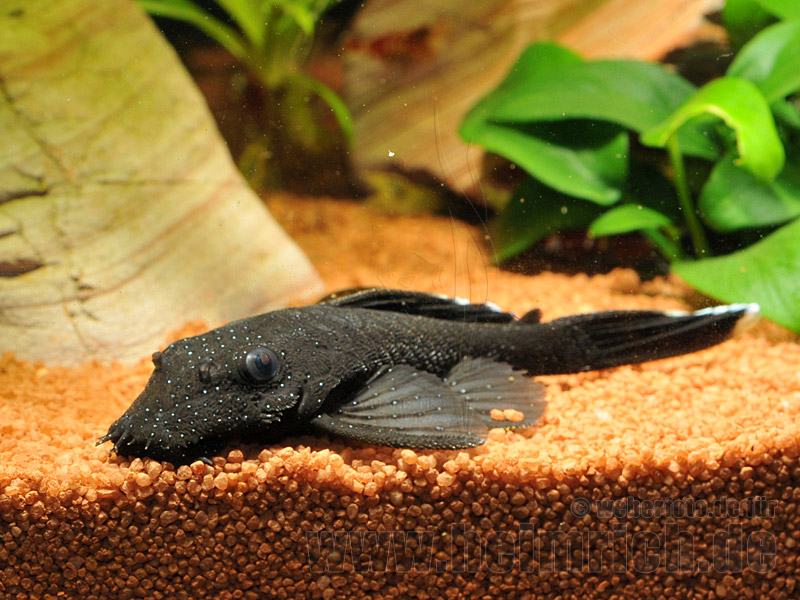 L181 Weißsaum-Ancistrus, lg (Ancistrus dolichopterus)