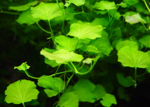 Cardamine lyrata