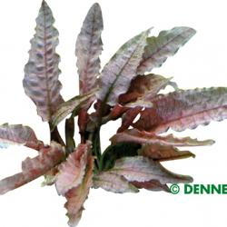 Cryptocoryne spec. ‘Flamingo’