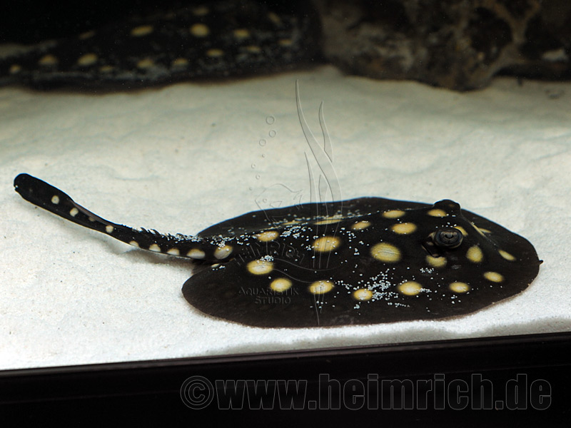 Potamotrygon leopoldi, männl. 16cm (Schwarze- od. Eclipse-Rochen