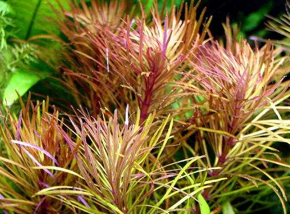 Pogostemon stellata (Sternrotala)