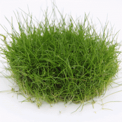 Eleocharis pusilla In-Vitro