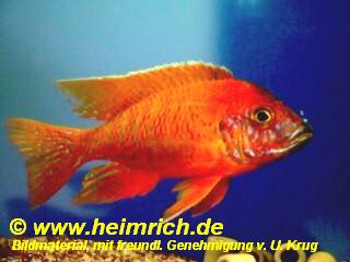 Aulonocara Red Rubin