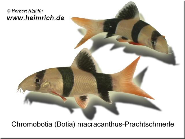 Botia macracanthus (Prachtschmerle)