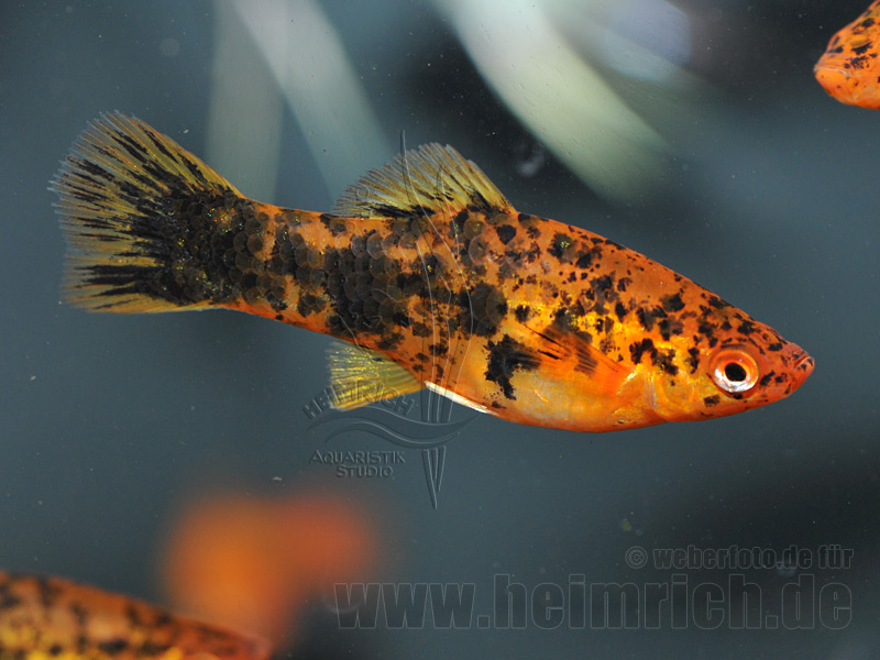 Schwertträger "Red spotted", weibl. lg(Xiph. hellerie, spec. Red