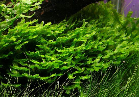 Pellia endiviaefolia, large