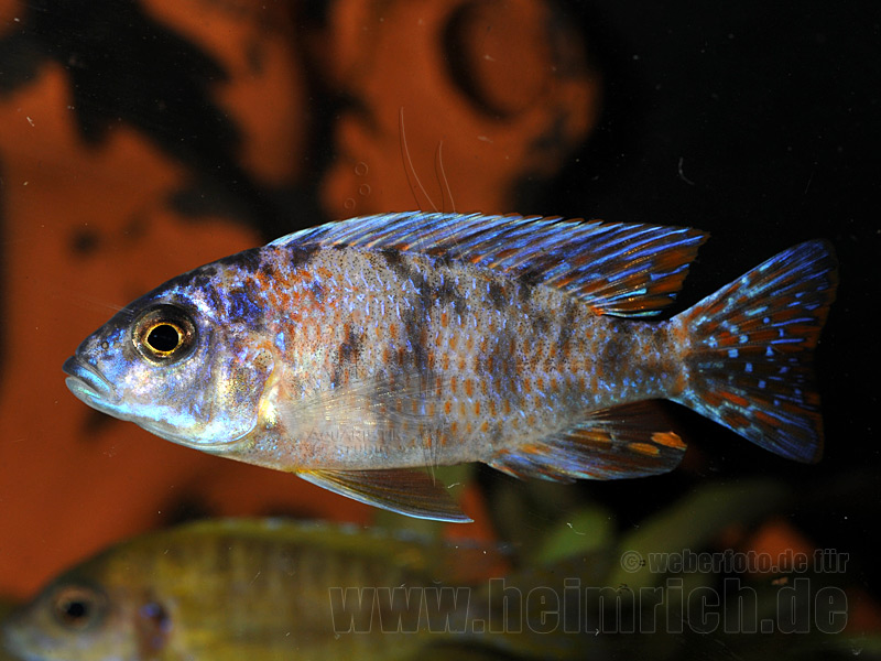 Aulonocara nyassa, spec. Five Color (Blue)