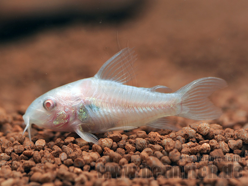 Corydoras aeneus spec. ALBINO, 3cm (Panzerwels)