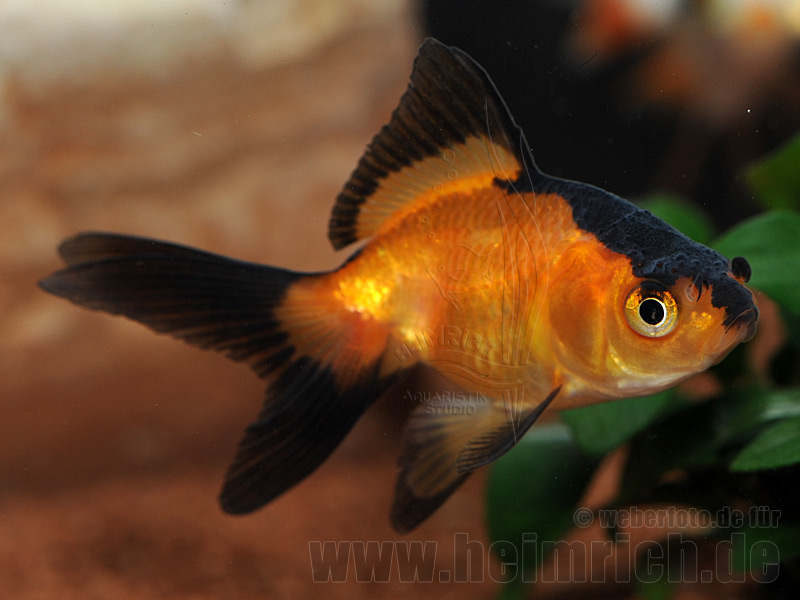 Schleierschwanz, 6cm "Rot/ Black Skin" (Carrasius auratus)