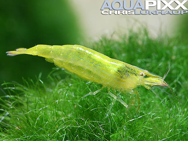 Caridina ceylanica, large (Grüne Zwerggarnele)