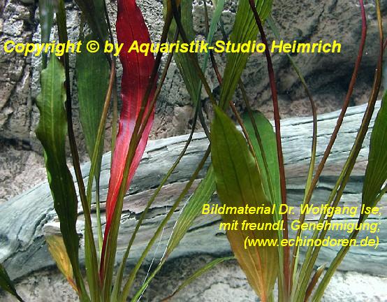 Echinodorus Dschungelstar Nr. 1 (E01 Echin. horemani ähnl., Fa. D