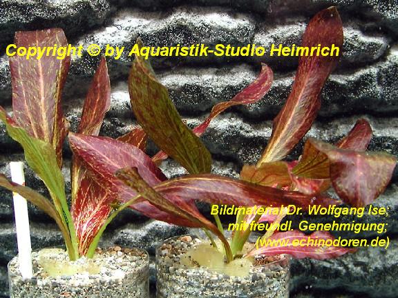 Echinodorus 'Red Flame'